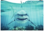 Shark Poster