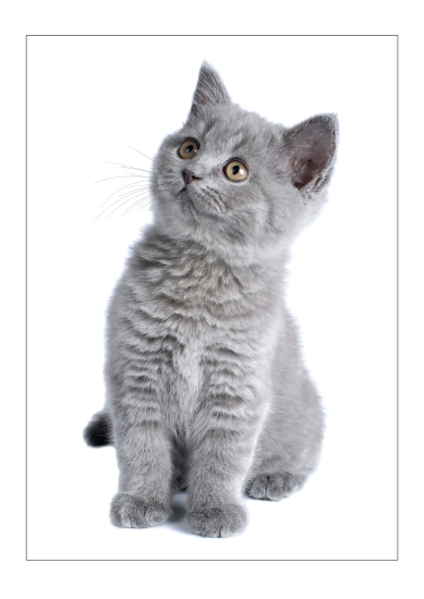 GREY KITTEN CLUB POSTER