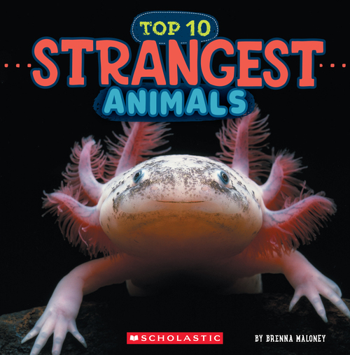 Top 10 Strangest Animals 
