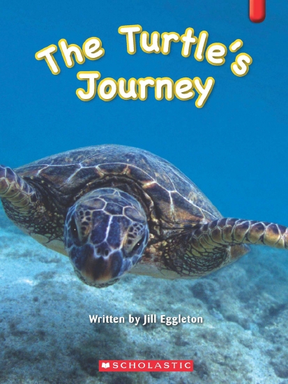 turtle the incredible journey worksheet answers