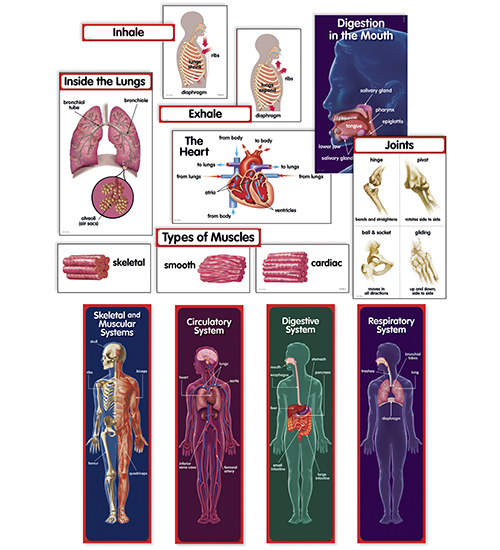 HUMAN BODY BULLETIN BRD SET