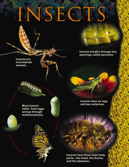 The Store - INSECTS CLASSIFICATION CHART - Stationery - The Store