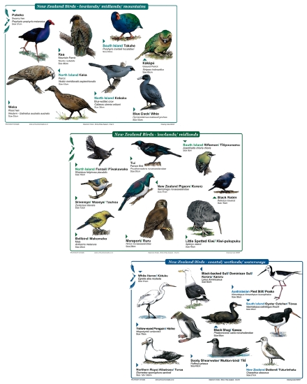 Product: BIRDS OF NZ CHARTS - Teacher Resource - School Essentials