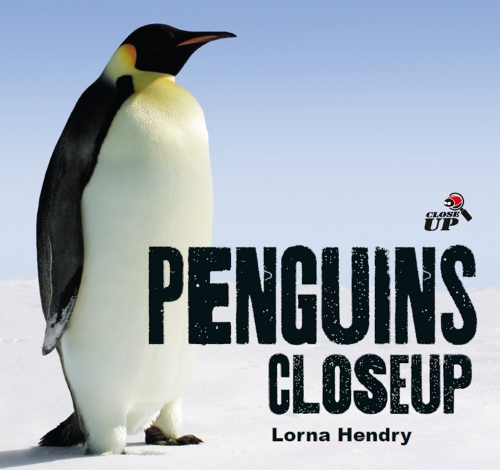 PENGUINS CLOSE UP