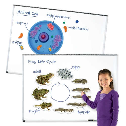 The Store - MAGNETIC LEARNING RESOURCES - Pack - The Store