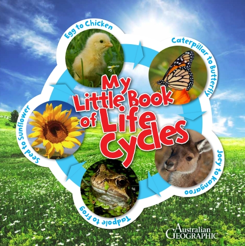 The Store My Little Book Of Life Cycles Book The Store