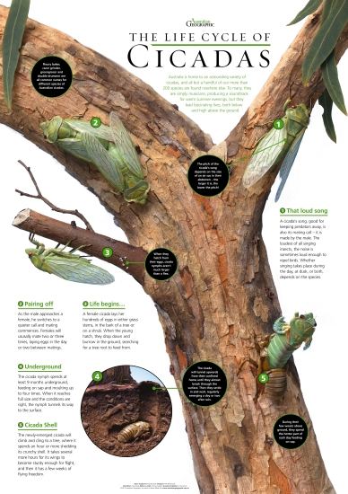 Product: CICADA POSTER - Teacher Resource - School Essentials