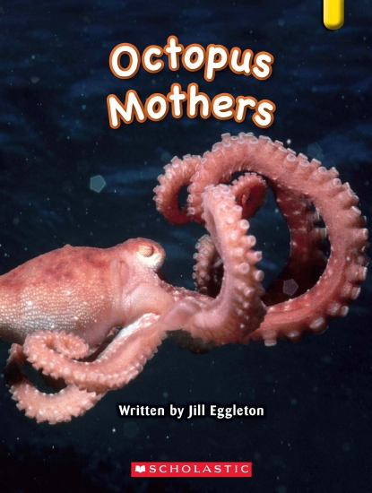 Key Links Yellow 06: Octopus Mother - Book